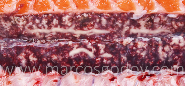 Nefrocalcinosis salmon coho III