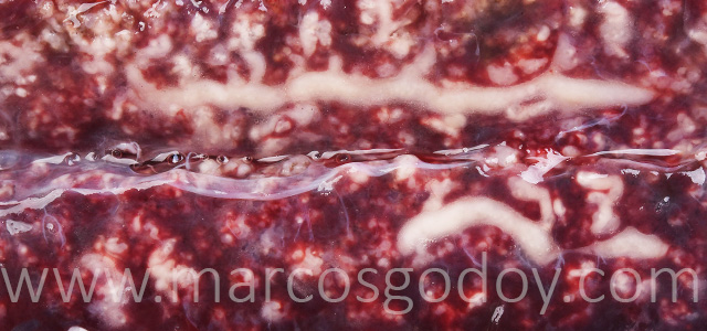 Nefrocalcinosis salmon coho IV