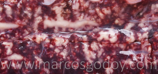 Nefrocalcinosis salmon coho V