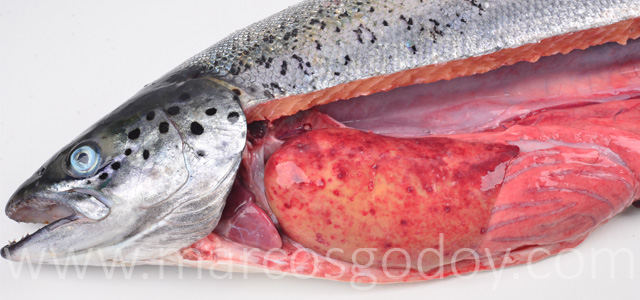 Hepatitis granulomatosa II