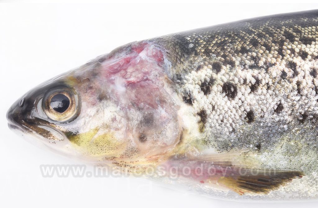 Saprolengiasis en Salmón del Atlántico (Salmo salar): patología macroscópica II