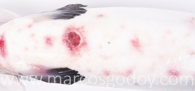 Hemorragias abdominales II