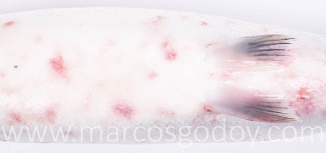 Hemorragias abdominales III