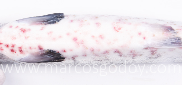 Hemorragias abdominales VIII
