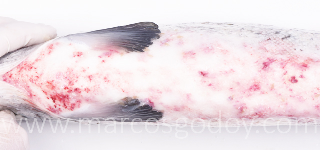 Hemorragias abdominales XIV
