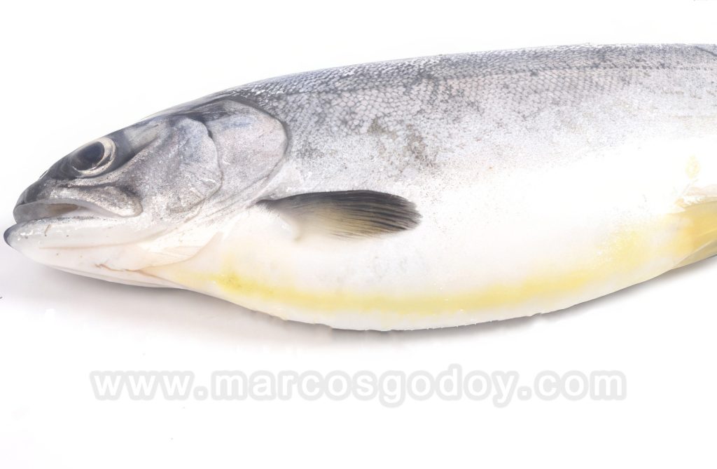 Ictericia en Salmón Coho (Oncorhynchus kisutch), cultivado en lago: patología macroscópica