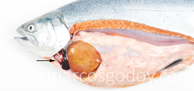 Hemopericardio Salmon coho I