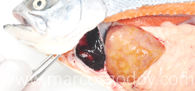 Hemopericardio Salmon coho IX