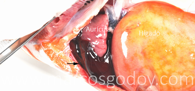 Hemopericardio Salmon coho VI