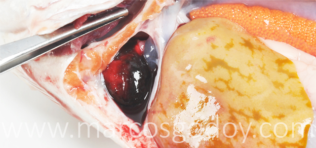 Hemopericardio Salmon coho VII