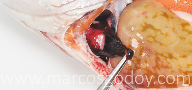Hemopericardio Salmon coho VIII