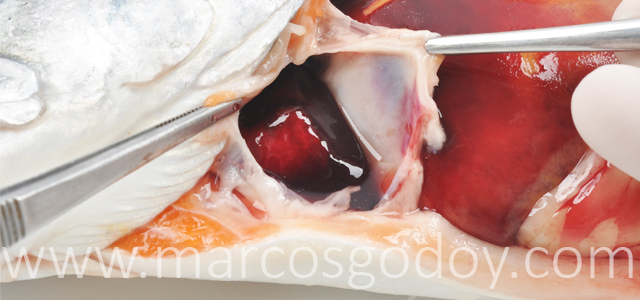 Hemopericardio Salmon coho X