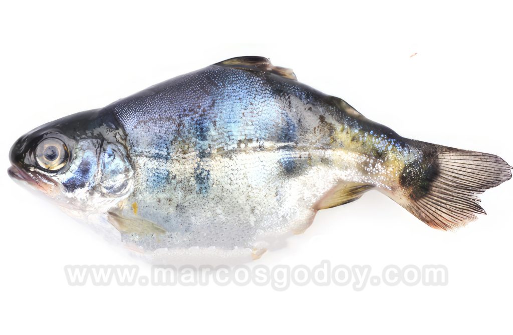 Deformaciones de la columna vertebral en Trucha Arcoíris (Oncorhynchus mykiss): patología macroscópica