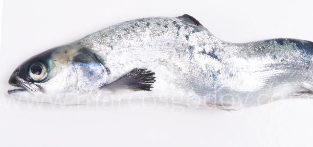 Escoliosis cifosis lordosis VIII