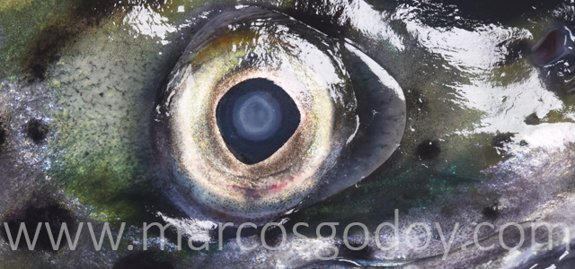 Catarac II