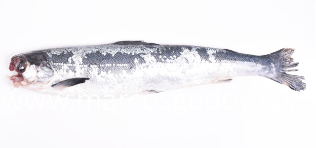 Tenacibaculum smolt IV