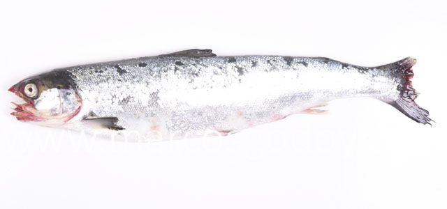 Tenacibaculum smolt ViI