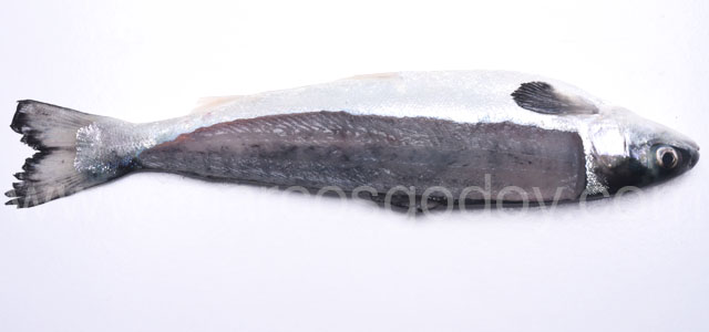 Melanosis difusa smolt VI