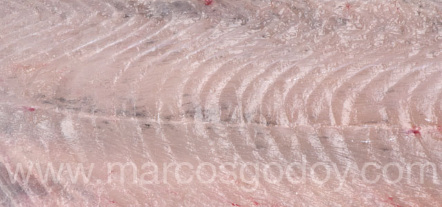 Melanosis difusa smolt XIII copia