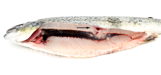 Necrosis muscular Exophiala II