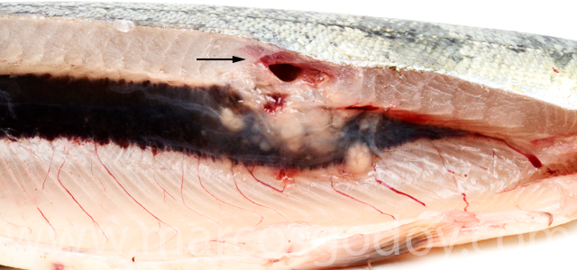 Necrosis muscular Exophiala III