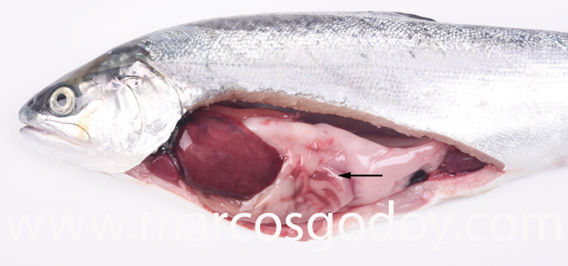 Peritonitis aguda coho salmon I