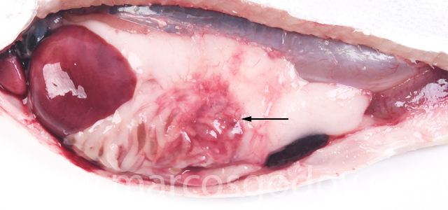 Peritonitis aguda coho salmon IV