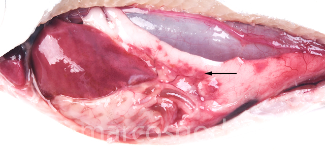 Peritonitis aguda coho salmon VI