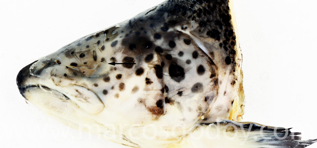 Anoftalmia I
