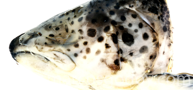 Anoftalmia II