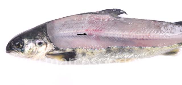 Fracture smolt I
