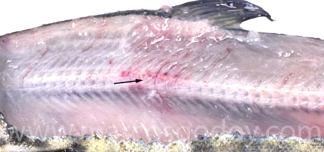 Fracture smolt II
