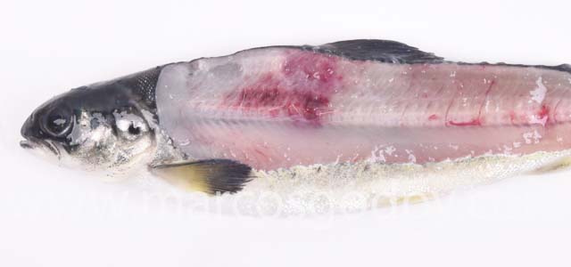 Fracture smolt III