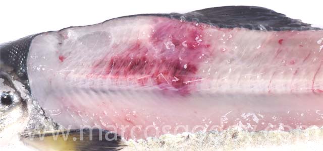 Fracture smolt IV