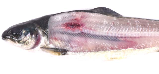 Fracture smolt IX