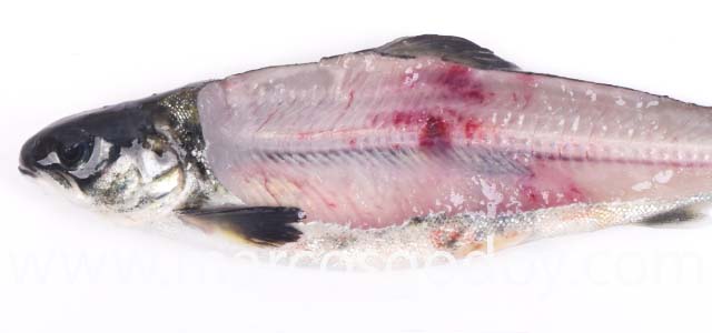Fracture smolt V