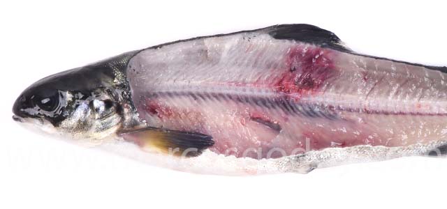 Fracture smolt VII