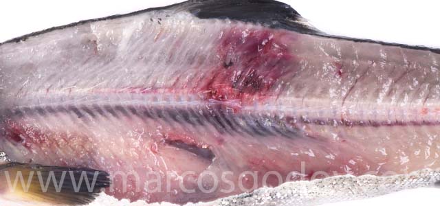 Fracture smolt VIII