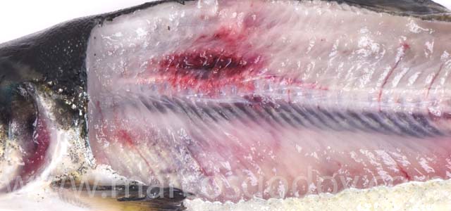 Fracture smolt X