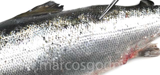 Atlantic salmon muscle necrosis I