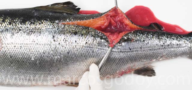 Atlantic salmon muscle necrosis II