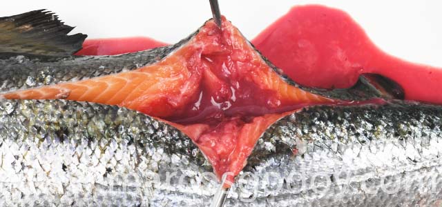 Atlantic salmon muscle necrosis III