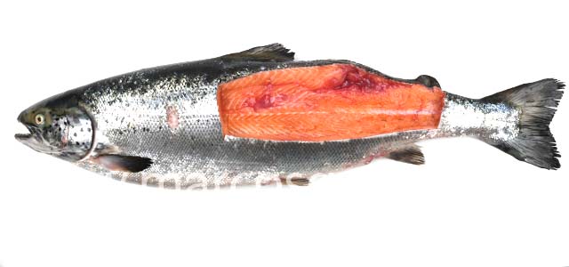 Atlantic salmon muscle necrosis IX