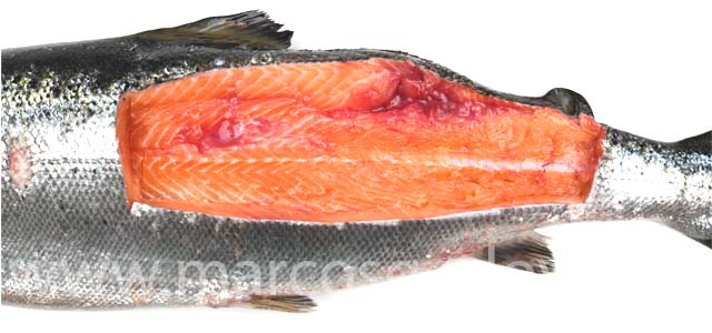 Atlantic salmon muscle necrosis VIII
