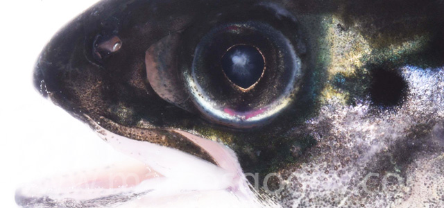 Cataract smolt fresh water I
