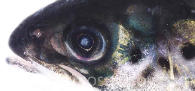 Cataract smolt fresh water II