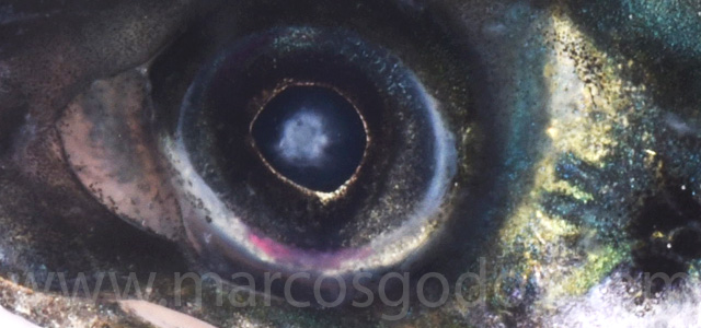 Cataract smolt fresh water III