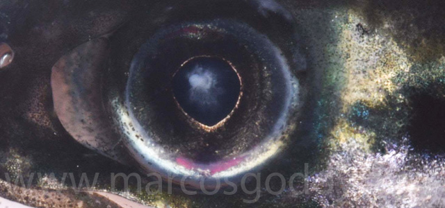 Cataract smolt fresh water IV