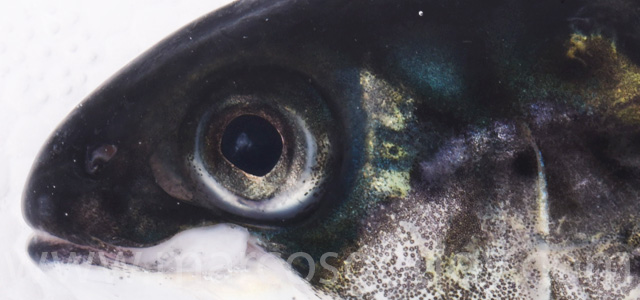 Cataract smolt fresh water V