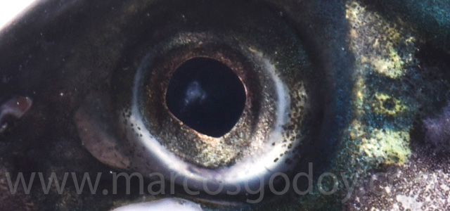 Cataract smolt fresh water VI